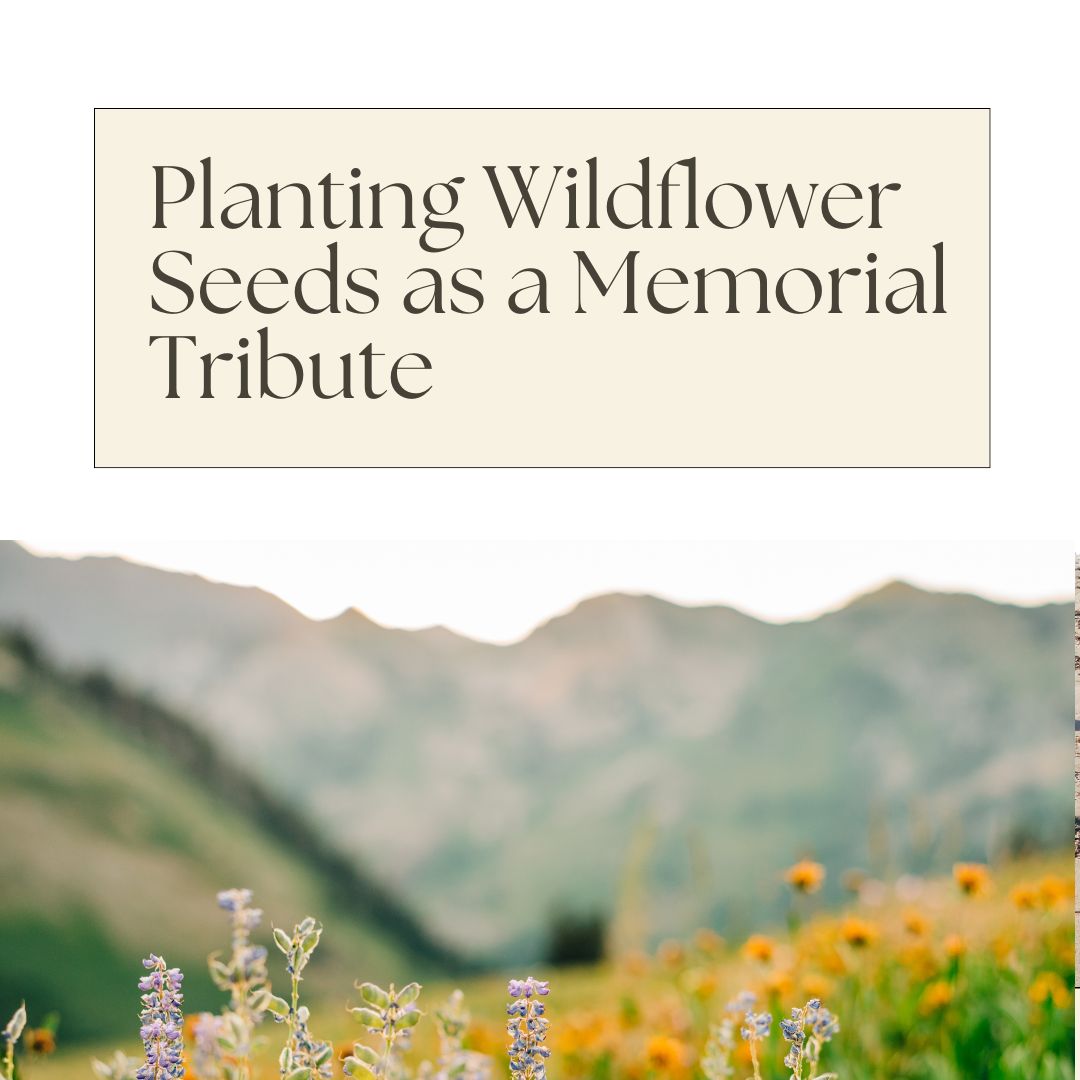 Planting Wildflower Seeds as a Memorial Tribute: Honoring Loved Ones Through Nature