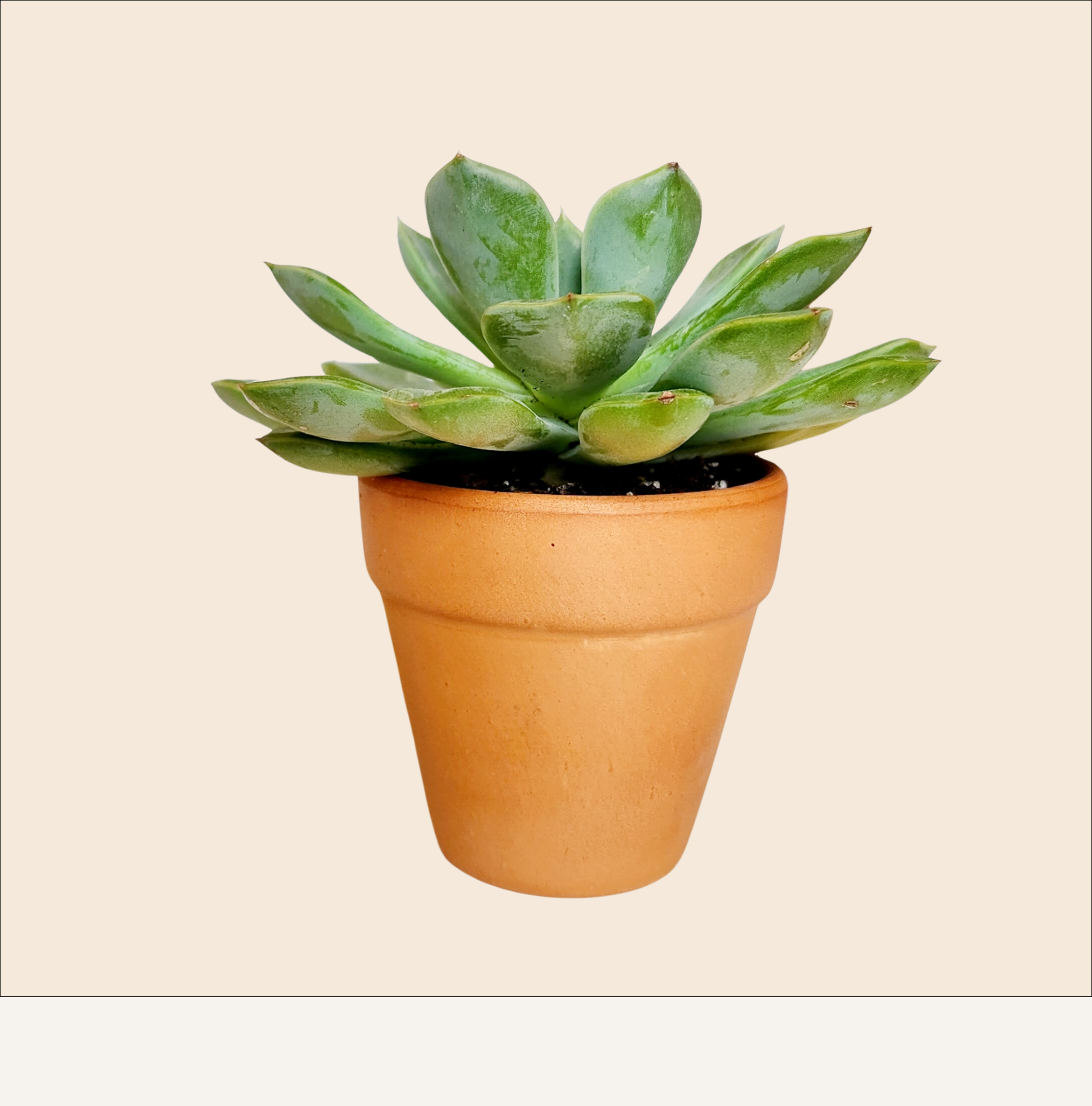 live rosette succulent in a terracotta pot